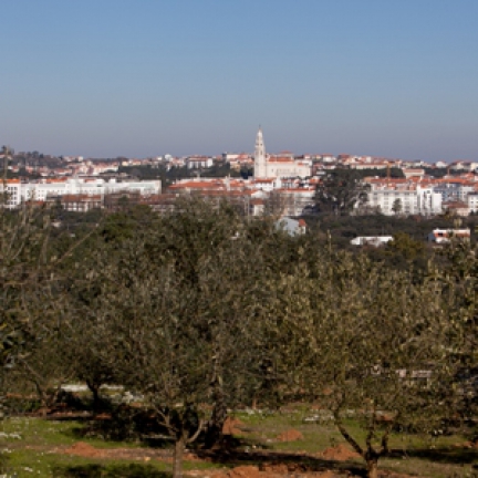 Santuário continua aposta na preservação do “Pulmão de Fátima” Instituição prepara lançamento de uma marca de azeite a médio prazo