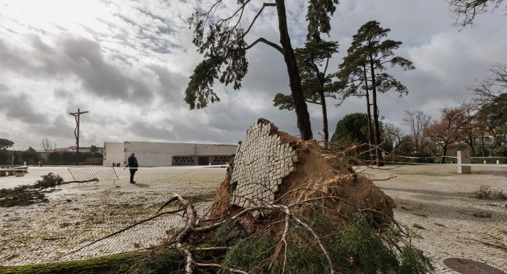 Temporal derrubou dezenas de árvores em várias zonas do Santuário de Fátima