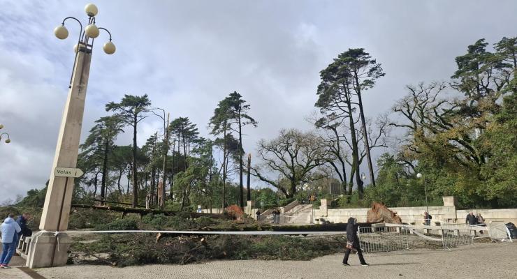 Perda de mais de 500 árvores avaliada em mais de dois milhões de euros